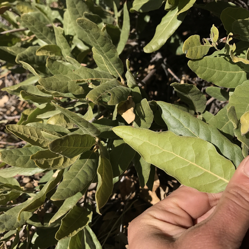 Quercus peninsularis