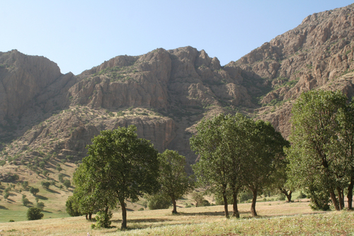Quercus persica
