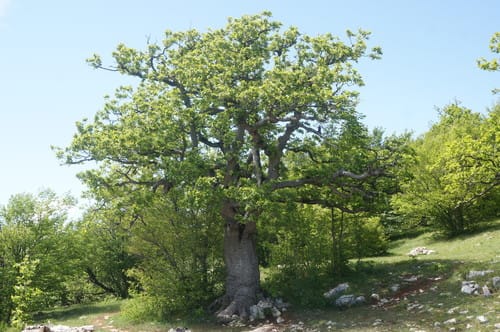 Quercus petraea (Sessile oak) — photo