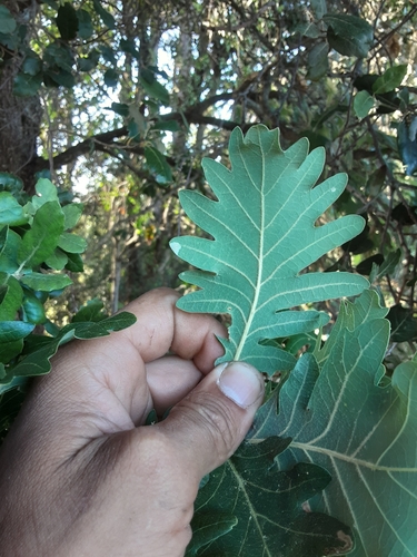 Quercus petraea subsp. pinnatiloba