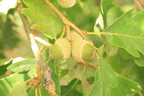 Quercus petraea subsp. pinnatiloba — photo