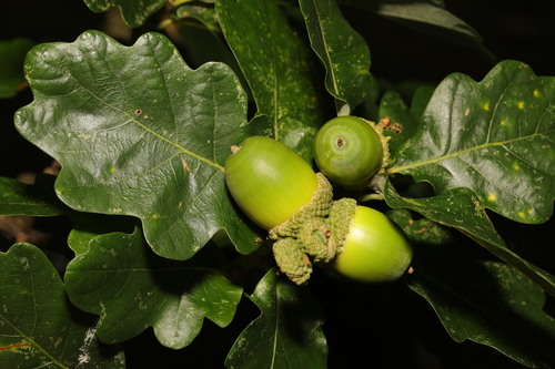 Quercus petraea (Sessile oak) — photo