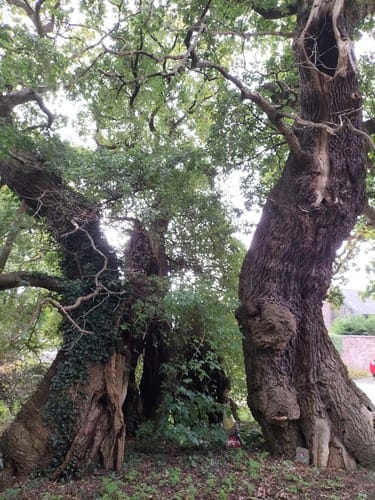 Quercus petraea