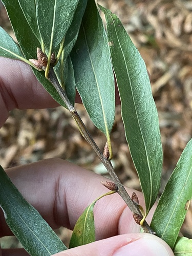 Quercus phellos (Willow Oak) — photo