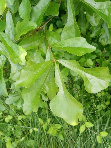 Quercus phellos (Willow Oak) — photo