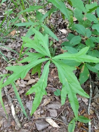 Quercus phellos