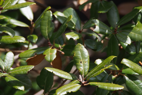 Quercus phillyreoides (Black ridge oak) — photo