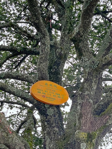 Quercus phillyreoides (Black ridge oak) — photo