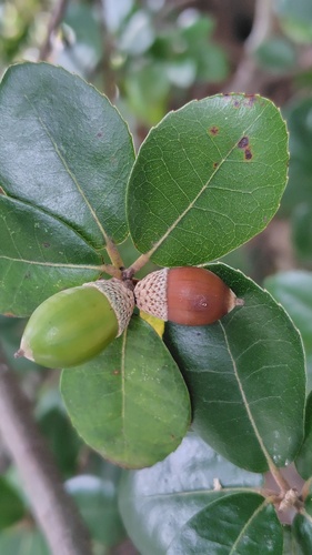 Quercus phillyreoides