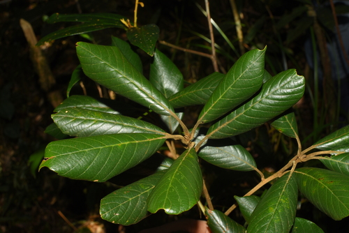 Quercus poilanei — photo