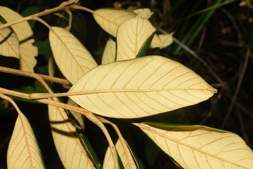Quercus poilanei — photo