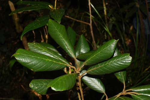 Quercus poilanei