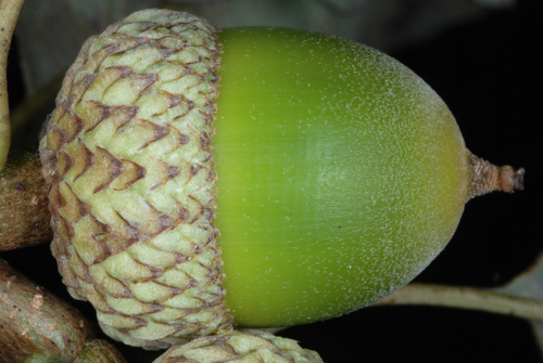 Quercus prinoides