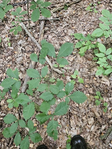 Quercus prinus (Chestnut oak) — photo