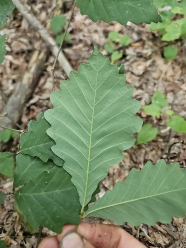 Quercus prinus (Chestnut oak) — photo