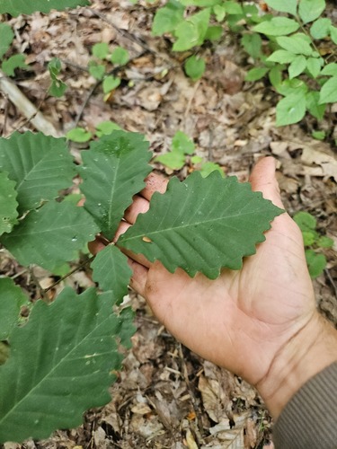 Quercus prinus