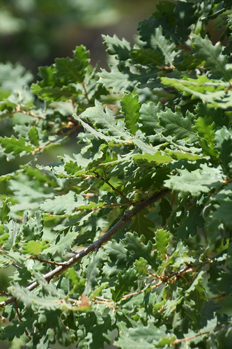 Quercus pubescens (Downy oak) — photo