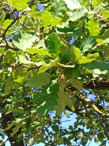 Quercus pubescens (Downy oak) — photo