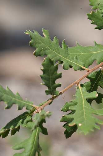 Quercus pubescens