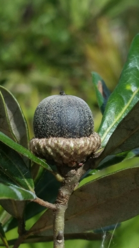 Quercus pumila — photo