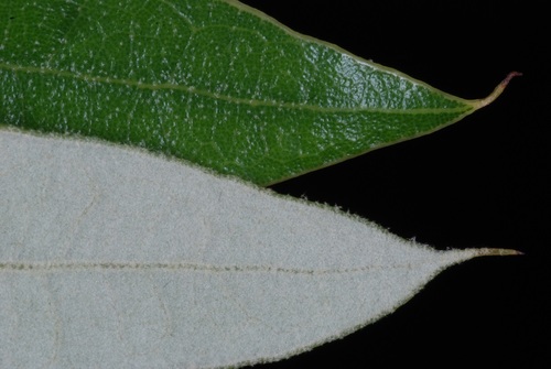 Quercus pumila — photo