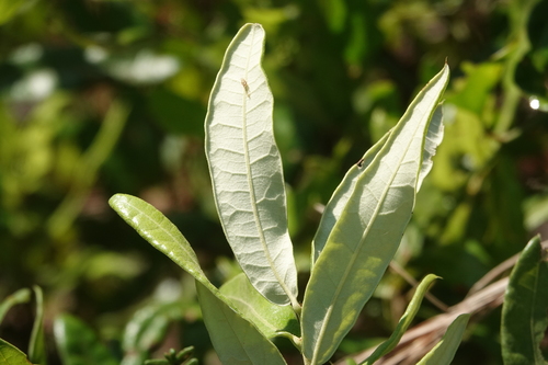 Quercus pumila
