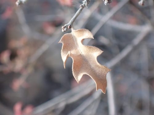 Quercus pungens (Sandpaper oak) — photo
