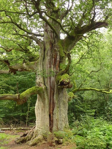 Quercus robur (English Oak) — photo