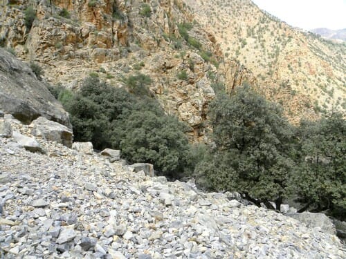 Quercus rotundifolia (Holm oak) — photo