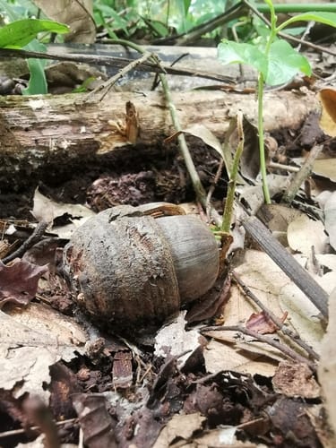 Quercus semiserrata (Burma oak) — photo
