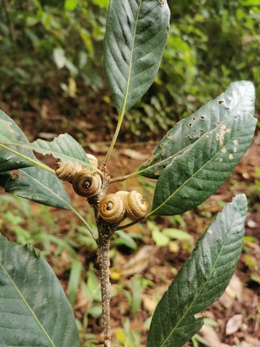 Quercus semiserrata