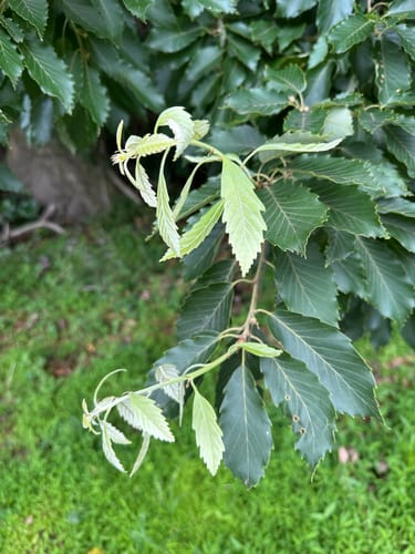 Quercus serrata (Konara oak) — photo