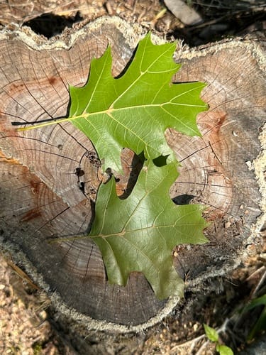 Quercus shumardii (Shumard oak) — photo