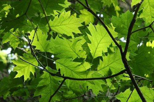 Quercus shumardii (Shumard oak) — photo