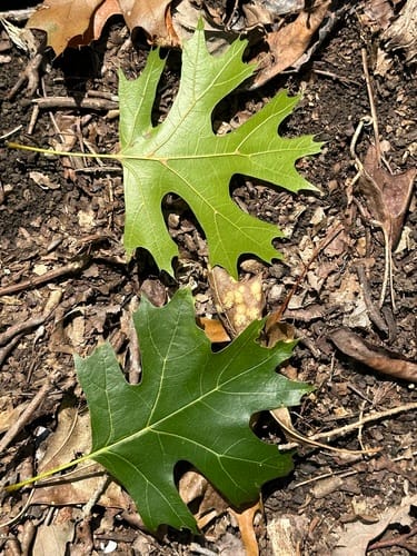 Quercus shumardii