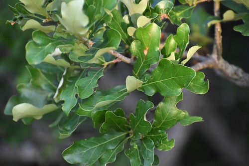Quercus sinuata