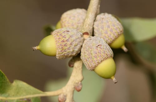 Quercus stellata (Post Oak) — photo