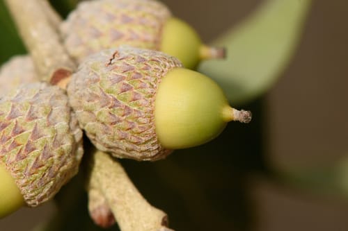 Quercus stellata (Post Oak) — photo