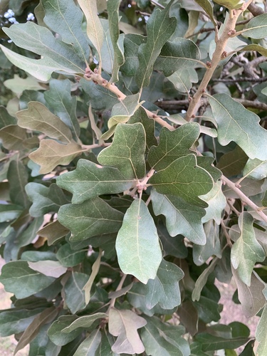 Quercus stellata