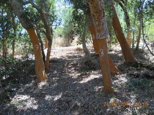 Quercus suber (Cork Oak) — photo
