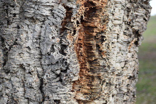 Quercus suber var. occidentalis