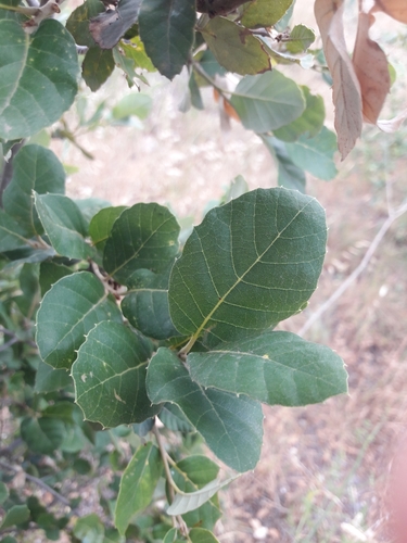 Quercus suber var. occidentalis — photo