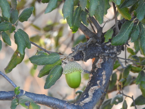 Quercus suber var. occidentalis — photo
