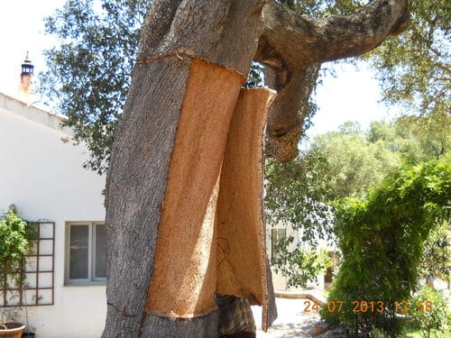 Quercus suber