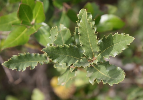 Quercus trojana — photo