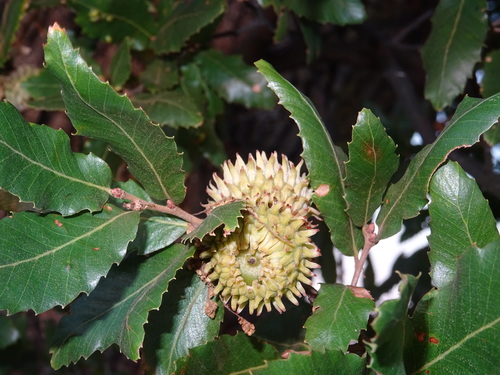Quercus trojana