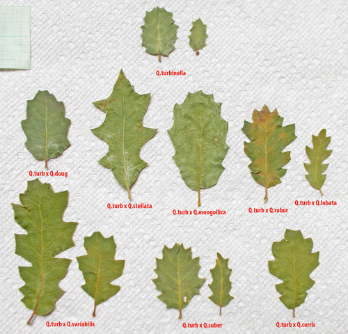 Quercus turbinella — photo