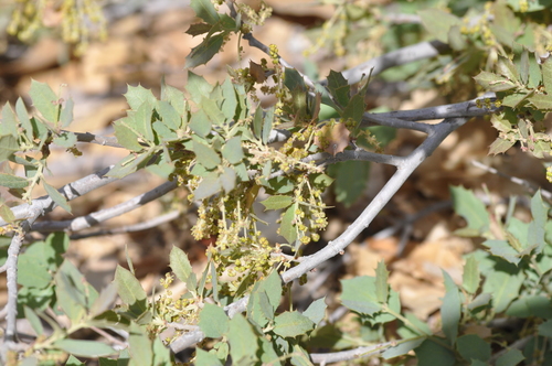Quercus turbinella — photo