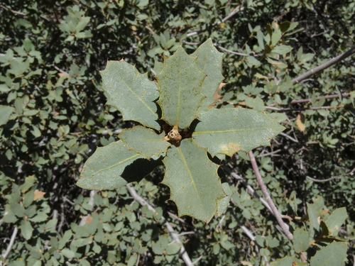 Quercus turbinella