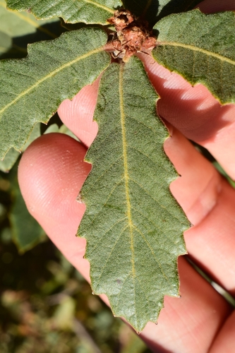 Quercus undulata (Rocky Mountain Scrub Oak) — photo